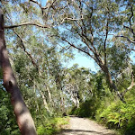 Walking through forest west of Berowra (352079)