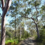 Tall open forest west of Berowra Heights (352346)