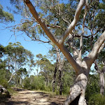 Scribbly gum beside trail North of Naa Badu Lookout (352379)