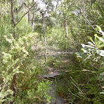 The bushtrack to Int. of Bundeena Drive and Mt Bass Trail (35447)