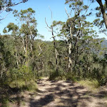 Following Awaba State Forest (358343)