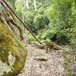 Mossy wall north of Wallis Creek (360170)