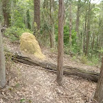 Termite Mound on The Great North Walk (360320)