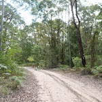 Wide trails in Olney State Forest (364217)