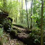 Moss and ferns characterise the Lyrebird trail (364796)