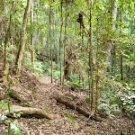 Dense forest on the Lyrebird Trail (364802)