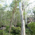 Rock walls and grand trees on the Lyrebird Trail (364823)