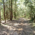 Wide trail south of Kingtree Ridge Fire Road (365483)