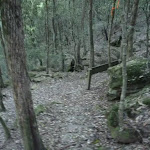 Approaching the Lyrebird Trail (366116)