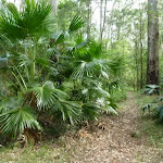 Large clump of Cabbage Palm (Livistona Australis) on the north side of Palm Grove NR (369739)