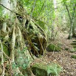 Strangler fig (Ficus obliqua) on mossy rocks in the Palm Grove NR (369784)