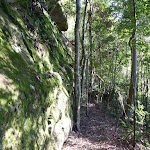 Walking along a mossy rock wall in Palm Grove NR (370051)