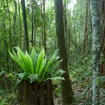 Birds Nest fern (Asplenium) in Palm Grove Nature Reserve (370270)