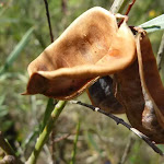 Seed pods (371890)
