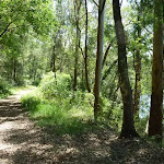 Walking along the trail near Floods Creek (373540)
