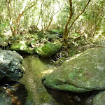 Pleasent section of Lyrebird Gully creek (377903)