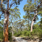 Tall trees beside Thommos Loop trail (381389)