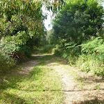 Wide section of track on the Galgabba Point walk (387059)