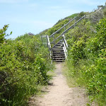 Timber steps on the coastal walk in the Wallarah Pennisula (387884)