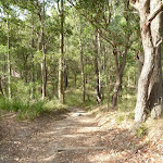 Track through forest in Green Point Reserve (389600)
