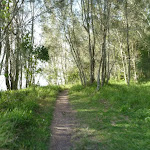 She Oak trees on Green Point beside Lake Macquarie (389729)