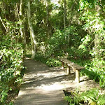 Boardwalk through eucalypt forest (389795)