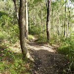 Track near Lake Macquarie in Green Point Reserve (389888)