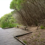 Timber boardwalk and seat on the Owens Walkway in Redhead (391259)
