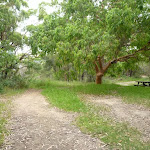 Open area with large tree and picnic table in Awabakal Nature Reserve (391706)