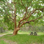 Tree and picnic table in Awabakal Nature Reserve (391712)