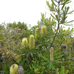 Attractive banksia flowers near Awabakal Viewpoint (391793)