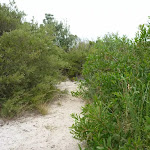 Narrow sandy track near the Awabakal Viewpoint (391811)
