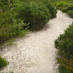 Sandy track in the Awabakal Nature Reserve (392069)