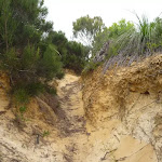 Sandy and eroded track on the Awabakal Coastal Walk (392219)