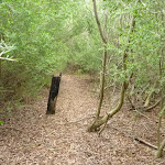 Leafy track near Collier St in Redhead in the Awabakal Nature Reserve (392282)
