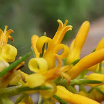 Pine leaf Geebung (Persoonia pinafolia)In bloom (392432)