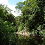 The Lane Cove River near Avondale Creek (393533)