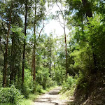 The tall wooded forest near the STEP track (394178)