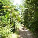 Fern trees and moist forest in the upper Lane Cove Valley (394499)