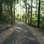 Leafy trail in Blackbutt Reserve (399562)