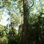 Tall Rain Forest in Blackbutt Reserve (399667)