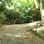 Trail at Blackbutt Reserve (399769)