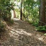 Uphill track in the Blackbutt Reserve (399862)