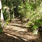 Track to Rain Forest in Blackbutt Reserve (399865)