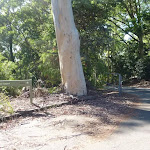 Sign and large tree in Lookout Road Car Park in Blackbutt Reserve (399913)