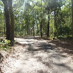 Trail in the Blackbutt Reserve (400351)