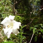 Flower in forest in Blackbutt Reserve (400504)