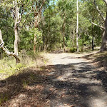 Forested track near the Lily Pond Picnic Area in Blackbutt Reserve (400990)