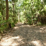 Trail through forest in Blackbutt Reserve (401044)