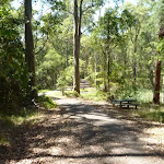 Forested trail with Lily Pond Picnic Area in the distance in Blackbutt Reserve (401122)